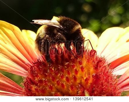 Honeybee Harvesting Pollen from summer fresh flowers