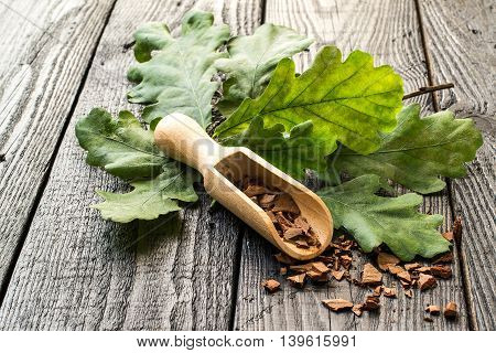 Medicinal plant oak (Quercus). Branch and oak bark in a scoop on a dark wooden table. In herbal medicine used the bark leaves and acorns. Acorns are used as a substitute for coffee. Selective focus