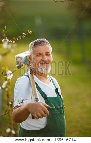Portrait of a handsome senior man gardening in his garden, on a lovely spring day (color toned image)