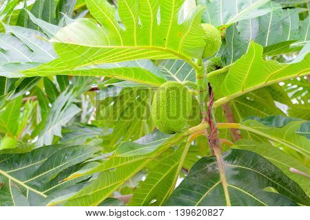 breadfruit : the large round starchy fruit of a tropical tree which is used as a vegetable and sometimes to make a substitute for flour.
