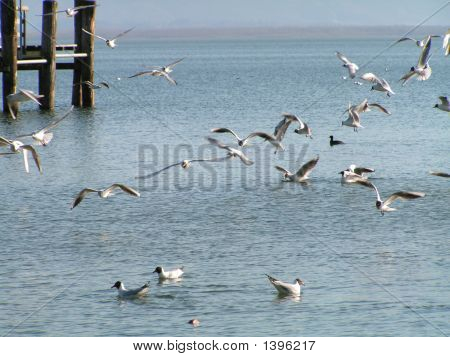 Søer Seaguls