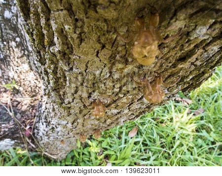 Closeup Molt of Cicada on tree bark