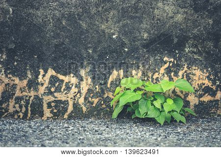 Tree Growing On The Grond Beside Old Cement Wall. Retro And Vintage Style