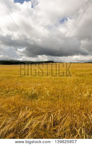 Agricultural Field On Which Grow Up Ready To Harvest Ripe Yellow Cereals