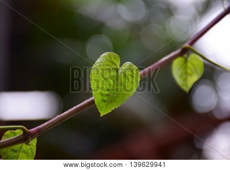 Many Green Heart Leaf shape on nature background. Abstract of love in nature