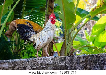 White chicken Standing on the wall free range poultry farm