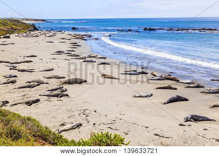 Sealions Relax And Sleep At The Sandy Beach
