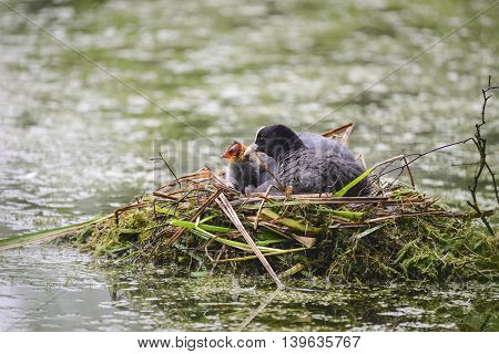Coot  Rallidae Fulica Water Bird On Nest With Chicks In Britain
