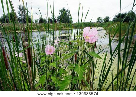 Halberd-leaved rose mallow (Hibiscus laevis) blooms among cattails in a swamp in Plainfield, Illinois during the Summer.