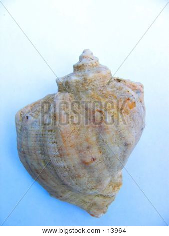 Seashell3