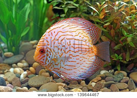 Pompadour Or Symphysodon Fish