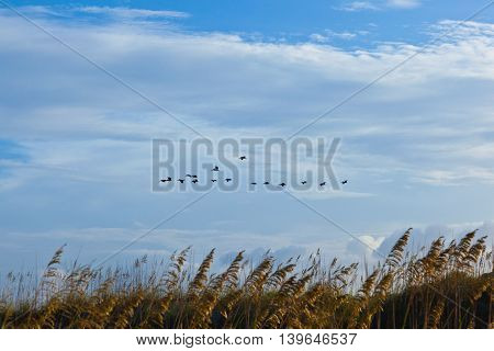 flock of pelicans in the air in blue sky
