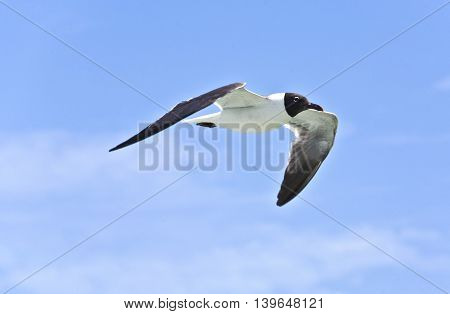 Flying Seagulls