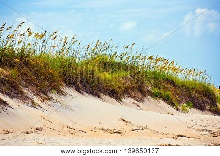 tall grass on a beach during stormy season