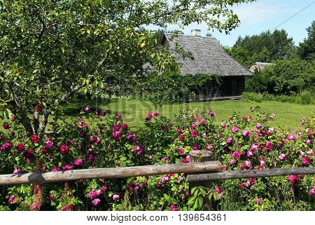 Rural landscape in the summer. The fence, roses, wooden house and lawn. Estonia.
