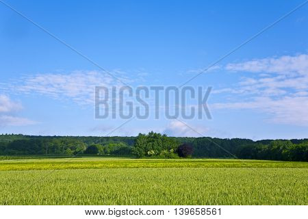 Landscape With Acres,corn And White Clouds