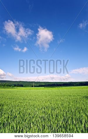 Landscape With Acres,corn And White Clouds