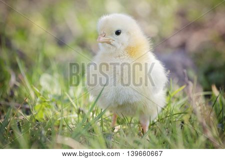 cute little chicken in my green garden