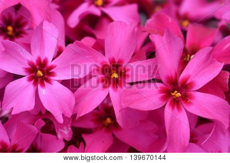 Closeup pink flower phlox subulata in sunshine