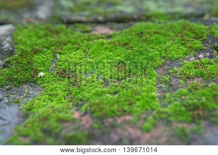 Moss Green nature The abundance of nature