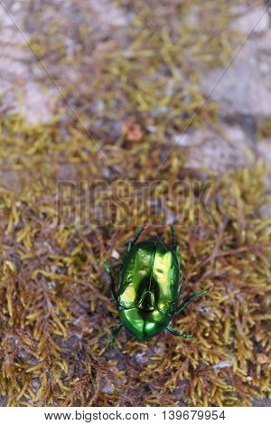 Emerald leaf beetle close up
