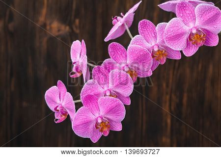 Pink orchid flower with drops on a dark wooden background close-up