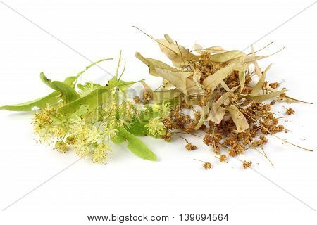 Tilia cordata (linden fresh dried) on white background.