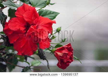 оne red flower сhinese rose growing in the office,