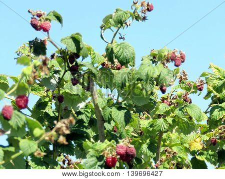 Raspberry bushs on field of the Whittamore's Farm in Markham Ontario 23 July 2016 Canada