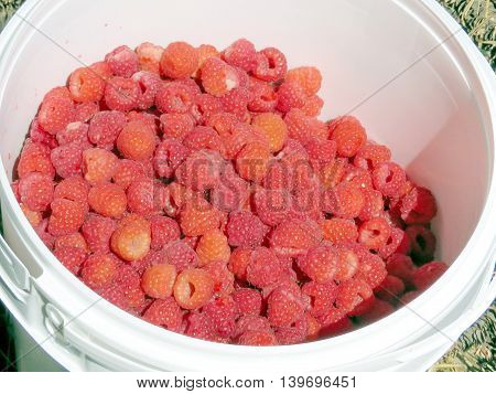 The raspberries on field of the Whittamore's Farm in Markham Ontario 23 July 2016 Canada