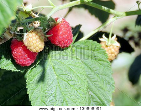 The raspberry bush on field of the Whittamore's Farm in Markham Ontario 23 July 2016 Canada