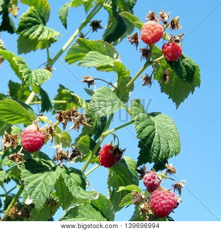 The raspberry bushs on field of the Whittamore's Farm in Markham Ontario 23 July 2016 Canada