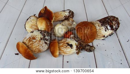 a few white mushrooms with a thick, powerful leg and a brown hat is lying on a wooden table, also there is the mushroom with red hat