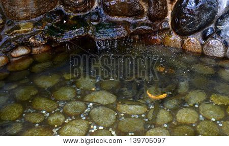 Small pool with fish. Dombay the republic of Karachay-Cherkessia in the north Caucasus Russia. Photo taken on: July 26 Friday 2013