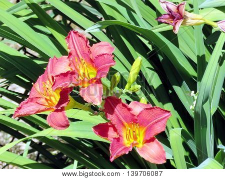 Lilies in Thornhill Ontario 23 Juy 2016 Canada