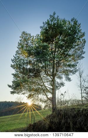 Individual tree with sunbeams during a sunset