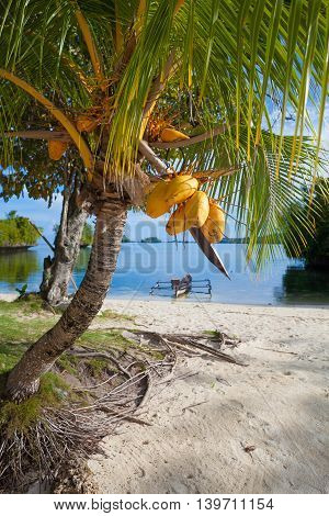 Photo Untouched Tropical Beach in Bali Island. Palm with fruits. Vertical Picture