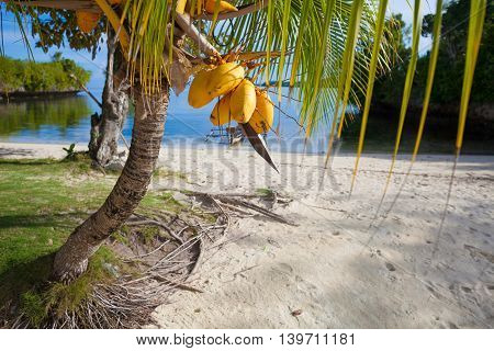 Photo Untouched Tropical Beach in Bali Island. Palm with fruits. Vertical Picture. Blurred Background.