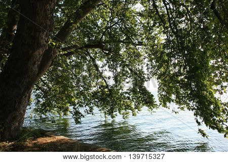 Threes touching water of Dojran lake in Macedonia