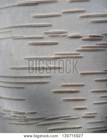 Close up of birch tree bark details: thin parallel irregular lines