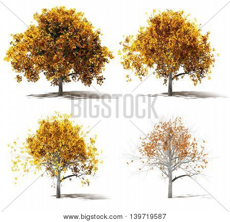 Four Autumn Marple Trees Color change 3d Rendering Low Poly Design
