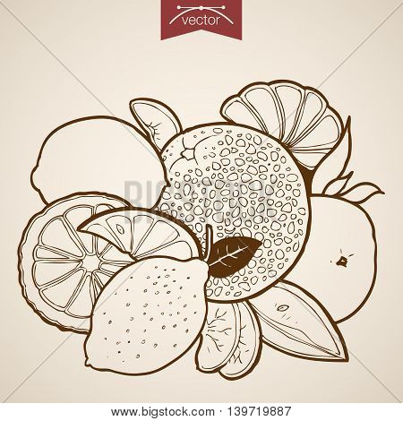 Engraving vintage hand drawn vector lemon orange papaya Sketch