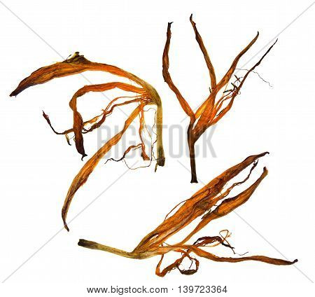 bizarre curved extruded dried lily petals  set