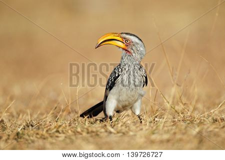 Yellow-billed hornbill (Tockus flavirostris) sitting on the ground, South Africa