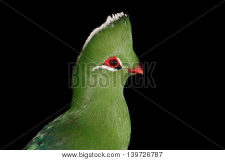 Portrait of a colorful Knysna turaco (Tauraco corythaix) on black, South Africa