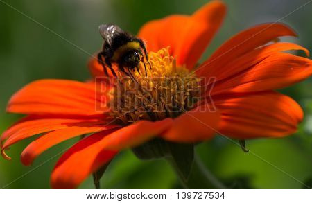 Close-up of bee on an orange flower, bee is pollinating the flower. 