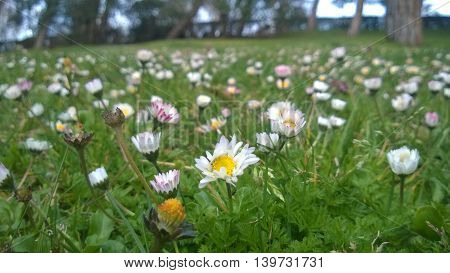 small daisies in this big spain world