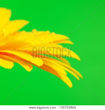 beautiful yellow gerbera flower on green background