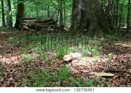 Sunbeam in the forrest floor in the early springtime