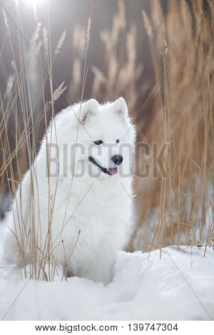 Beautiful White Samoyed Dog